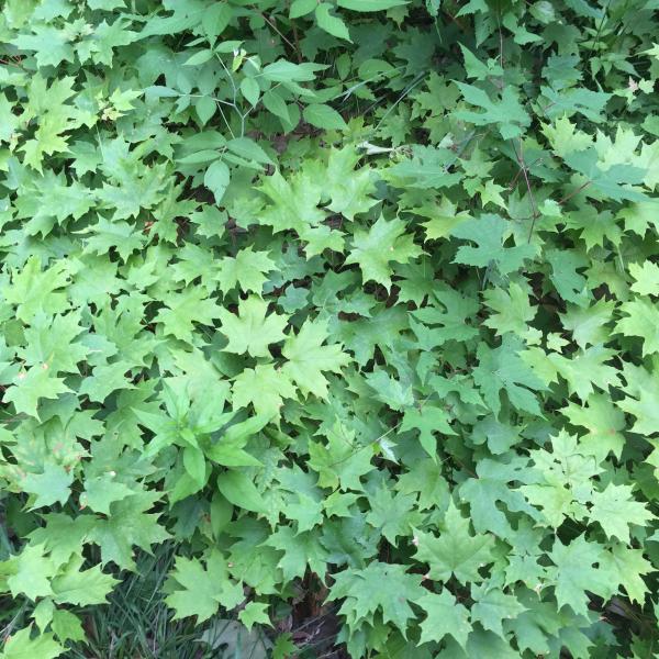 Invasive Plants An Endpoint? Vermont Invasives